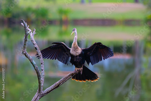A biguatinga (Anhinga anhinga) é uma ave aquática que chama a atenção pelo porte na cor preta e na arvore no lago. © Luis Lima Jr