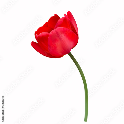 Red Tulip on white background