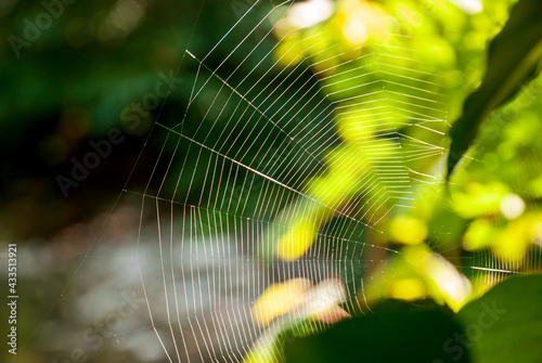 Spider in the rays of sunlight on a blurred natural background