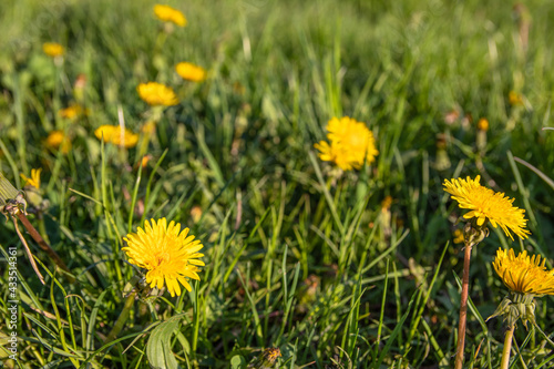 Dandelions in the park. Yellow flowers growing in a meadow on a sunny day © Karolina
