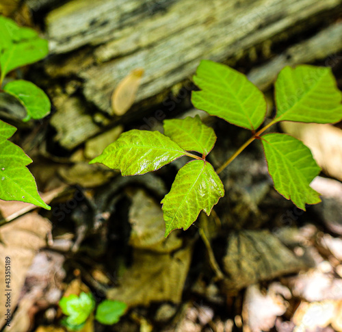 Poison Ivy