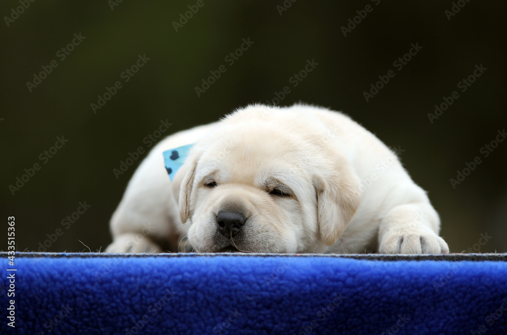 a sweet yellow labrador puppy on the blue a sweet yellow labrador puppy on the blue