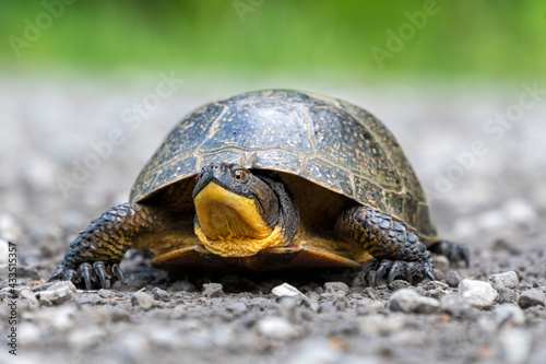 Blanding's Turtle © Nina