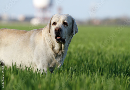 the yellow labrador dog in the park