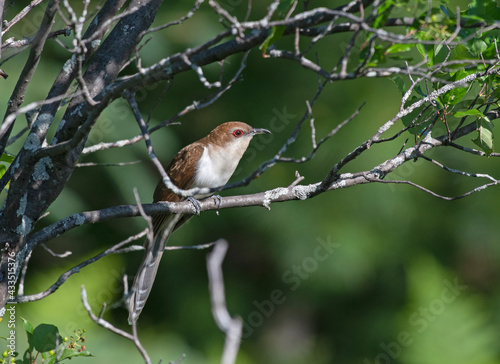 Black-billed Cuckoo
