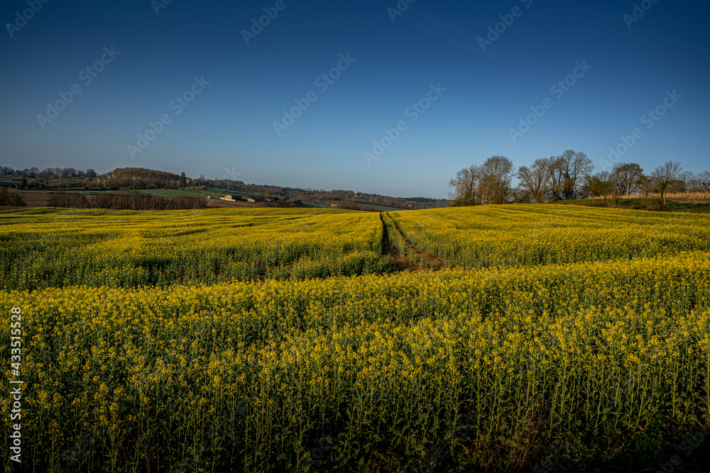 Obraz premium Paysage campagne 857