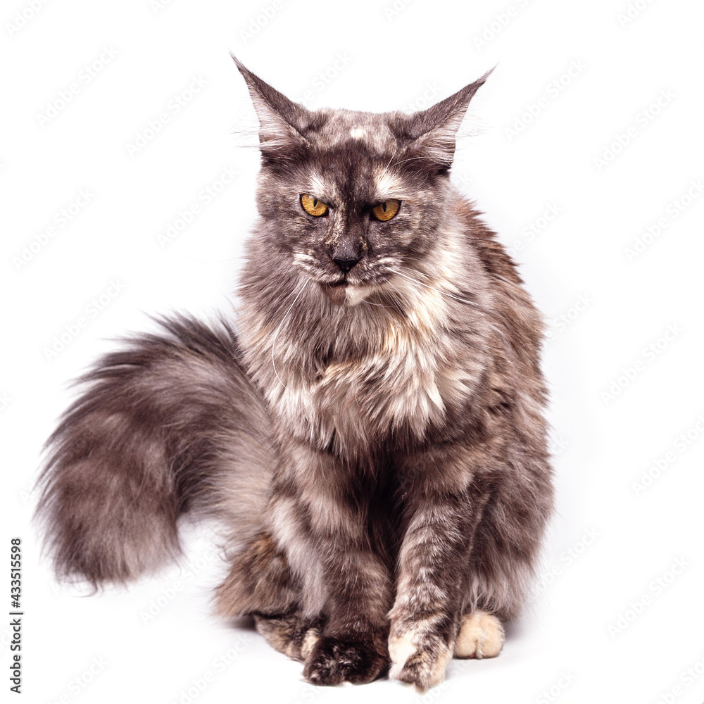 A Maine Coon cat with a fluffy tail on a white background.