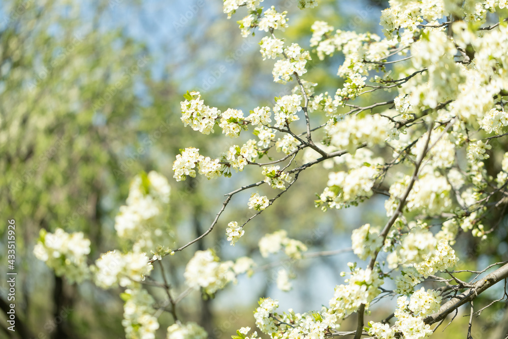 Spring flowering trees. Plenty of flowers on cherry and plum. Blue sky in the background