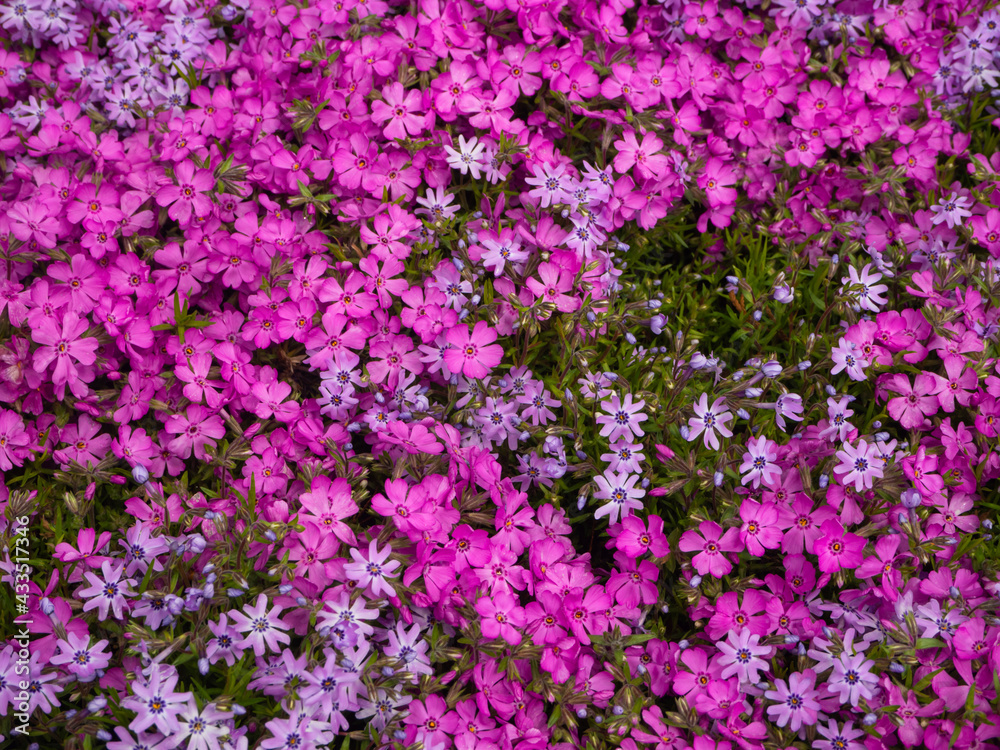 A lush carpet of pink phlox flowers. Spring natural background. Lots of little pink flowers in a green top view. Close-up of the petals. (center of focus) A lush carpet of pink phlox flowers. Spring natural background. Lots of little pink flowers in a green top view. Close-up of the petals. (center of focus)