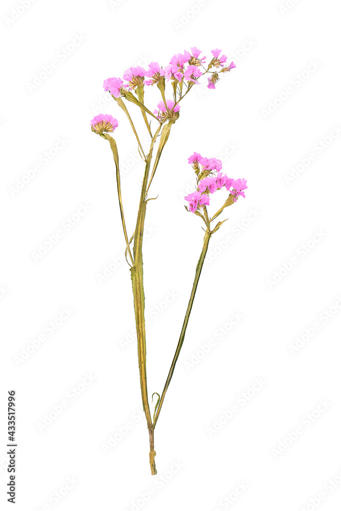 Composition of dried colored flowers on a white background. Top view Image of dried flowers. Romantic flowers. Space for text and design. A greeting card. Isolate Limonium perezii. Kermek. Statica
