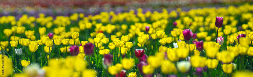 Obraz premium Beautiful yellow tulips in bright sunlight in the field