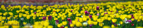 Beautiful yellow tulips in bright sunlight in the field