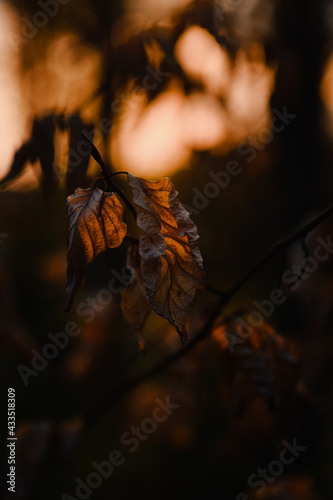 Moody close up of a leaves in the forest with warm sunset light and illuminated leaf and dreamy magic bokeh. Macro bokeh nature view