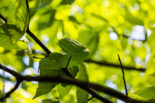 Leaves in Sunlight