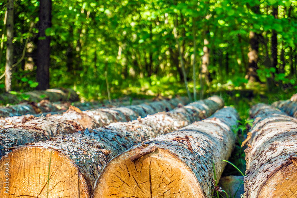 Log trunks pile, the logging timber forest wood industry. Save trees. Log trunks pile, the logging timber forest wood industry. Save trees.