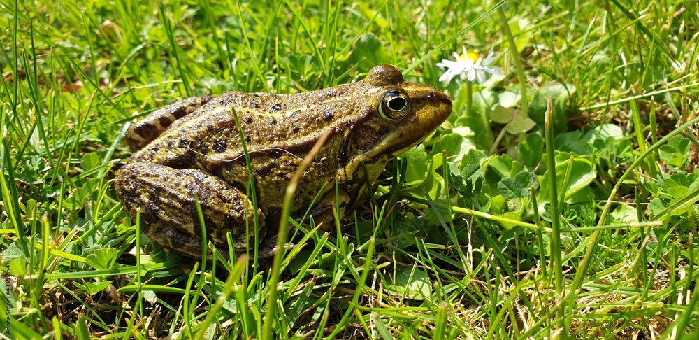 frog in the grass frog in the grass