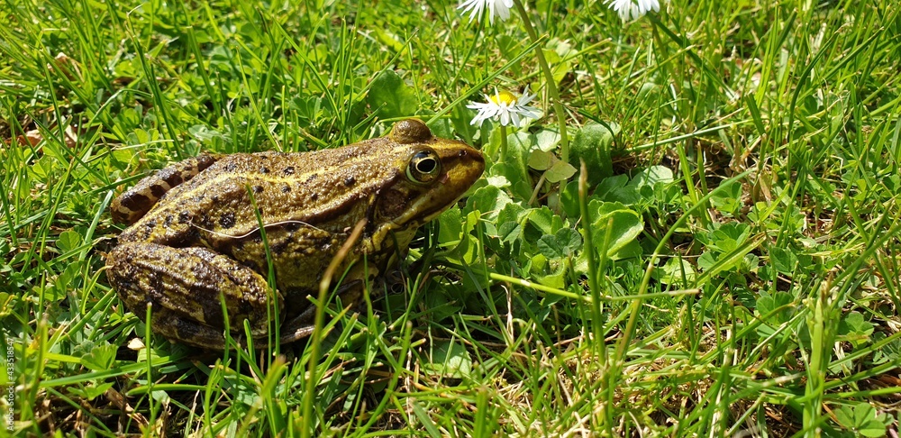frog in the grass frog in the grass
