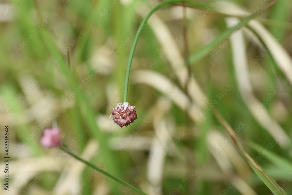 The propagule (Bulbil) of Wild rocambole. Propagule (Bulbil) is a sucpaste and spherical bud attached to the root of a leaf that is edible. Amaryllidaceae perennial bulbous plant. The propagule (Bulbil) of Wild rocambole. Propagule (Bulbil) is a sucpaste and spherical bud attached to the root of a leaf that is edible. Amaryllidaceae perennial bulbous plant.