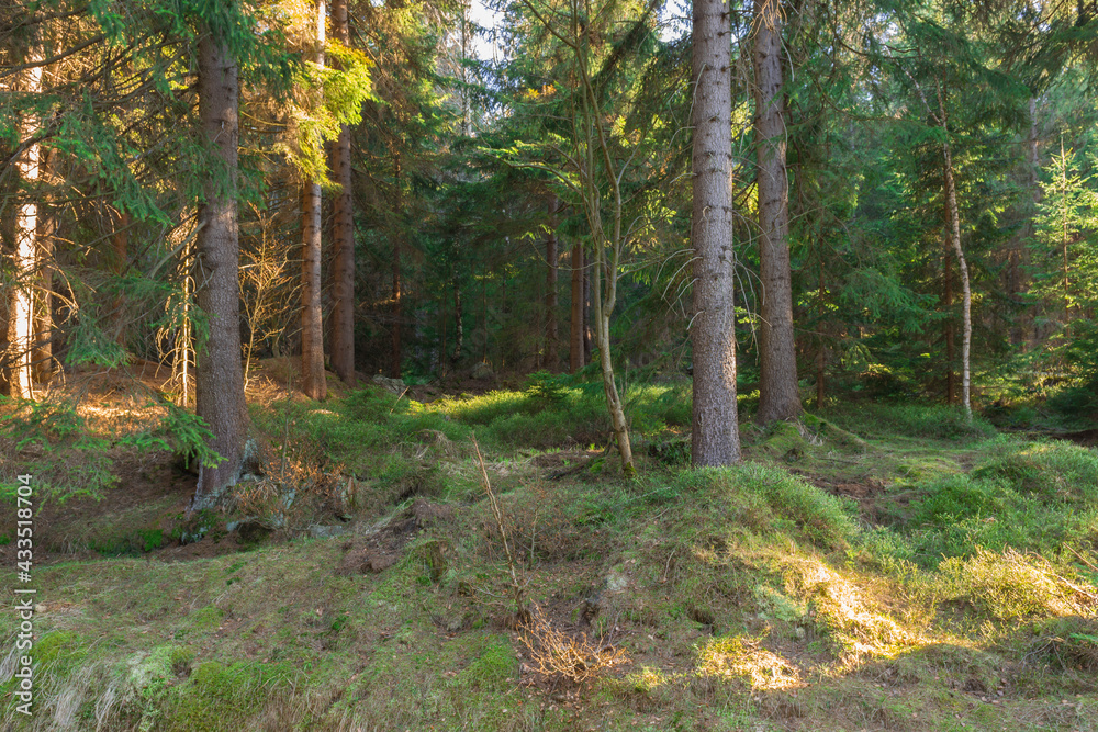 Naklejka premium Sudety. Gęsty świerkowy las na zboczu góry.
