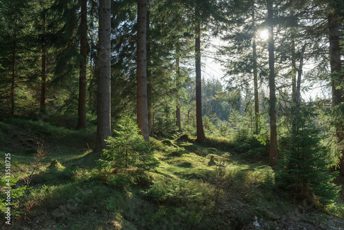 Zachodzące słońce oświetlające swym blaskiem świerkowy, górski las. © boguslavus