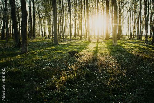 Fototapeta Naklejka Na Ścianę i Meble -  Fresh green spring summer forest with bright sunset evening light. Contrast of shadows and night in the nature and beautiful nature greens of the woods. Magic and peaceful nature scene