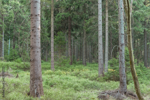 Fototapeta Naklejka Na Ścianę i Meble -  Sudety. Gęsty świerkowy las na zboczu góry.