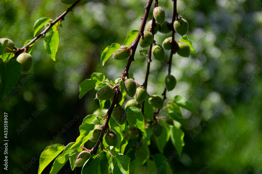 Fototapeta premium Armenian apricot and green leaves