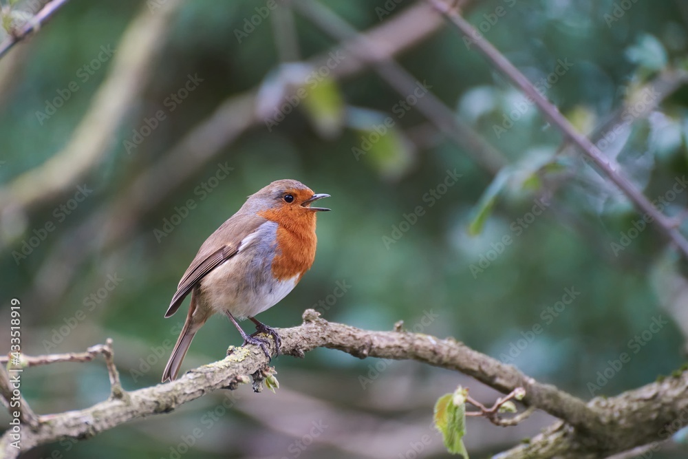 Singing European Robin on the branch. Singing European Robin on the branch.