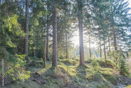 Zachodzące słońce oświetlające swym blaskiem świerkowy, górski las.
