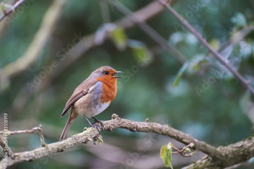 Singing European Robin on the branch.