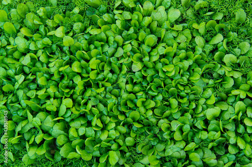 Spinach background full image. Top view © arenaharyan