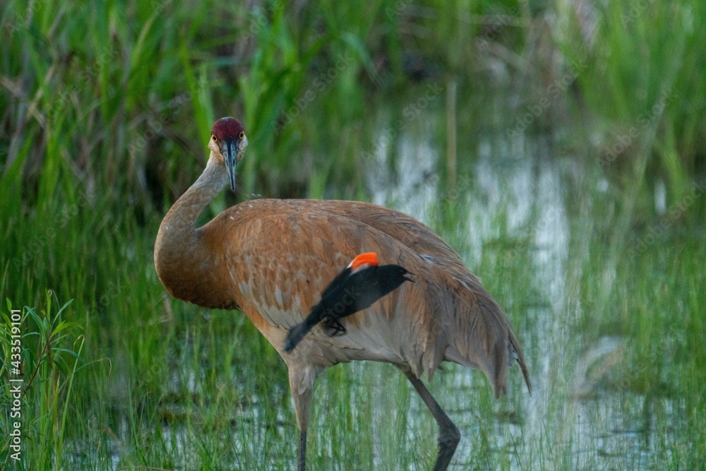 Fototapeta premium Sandhill crane and a red-winged blackbird in a pond