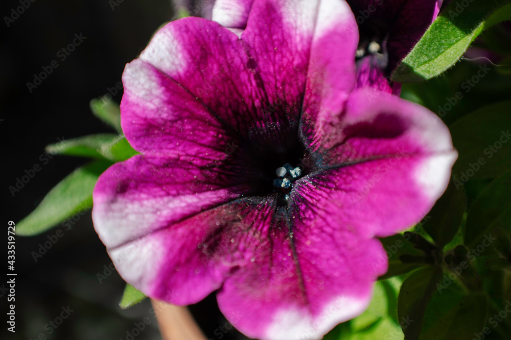 Fototapeta premium Surfinia Flower - Outside