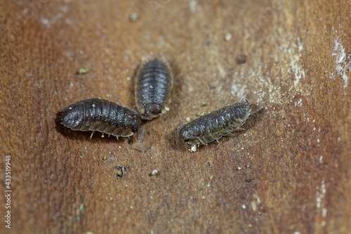 Common rough woodlouses, Porcellio scaber