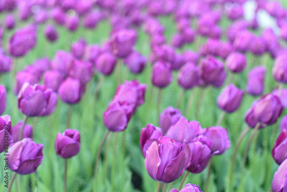 Blurred natural green background with purple tulips in defocus. Spring field of flowers. Abstract.