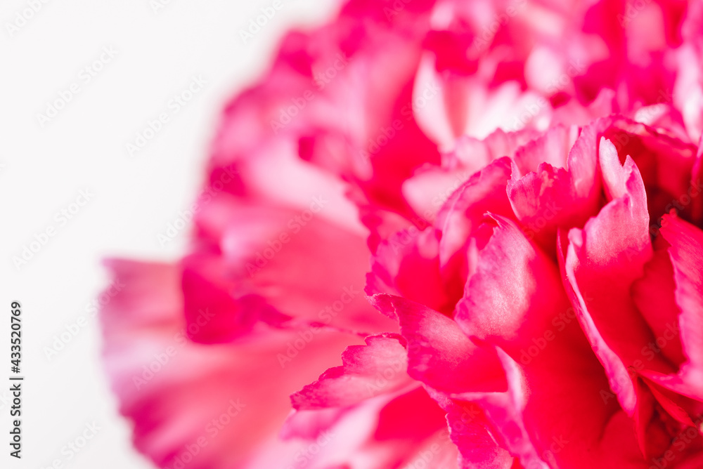 Floral background in bright colors. A carnation flower in soft focus.
