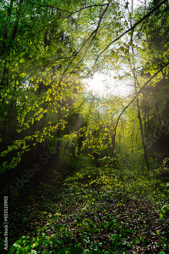Fototapeta Naklejka Na Ścianę i Meble -  light in the forest
