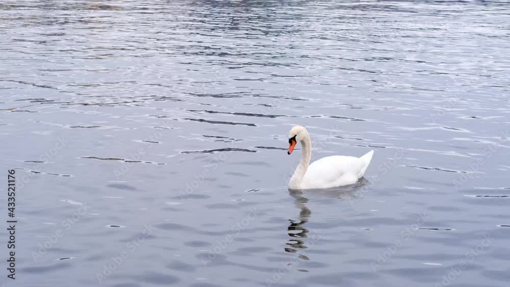 white swan, Cygnus, anseriformes of the duck family swims in the water of lake lucerne in switzerland, concept of fauna of urban water bodies, feeding of wild animals white swan, Cygnus, anseriformes of the duck family swims in the water of lake lucerne in switzerland, concept of fauna of urban water bodies, feeding of wild animals