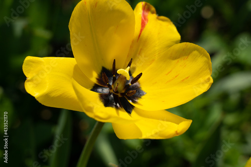 A flower of yellow tulips with red spots has opened..