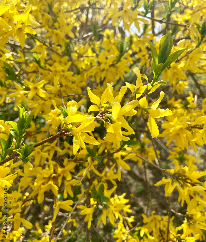 Bright yellow flowers on the bushes in spring Bright yellow flowers on the bushes in spring