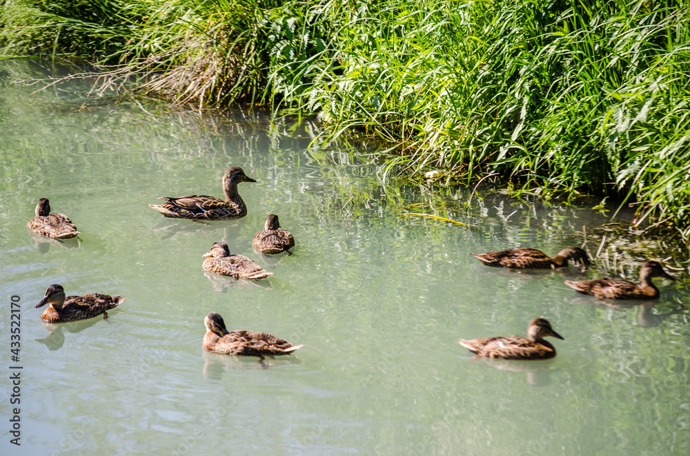 Young duck with ducklings, on a sunny day, on the water of the Danube tributary near Novi Sad, Serbia. Young duck with ducklings, on a sunny day, on the water of the Danube tributary near Novi Sad, Serbia.