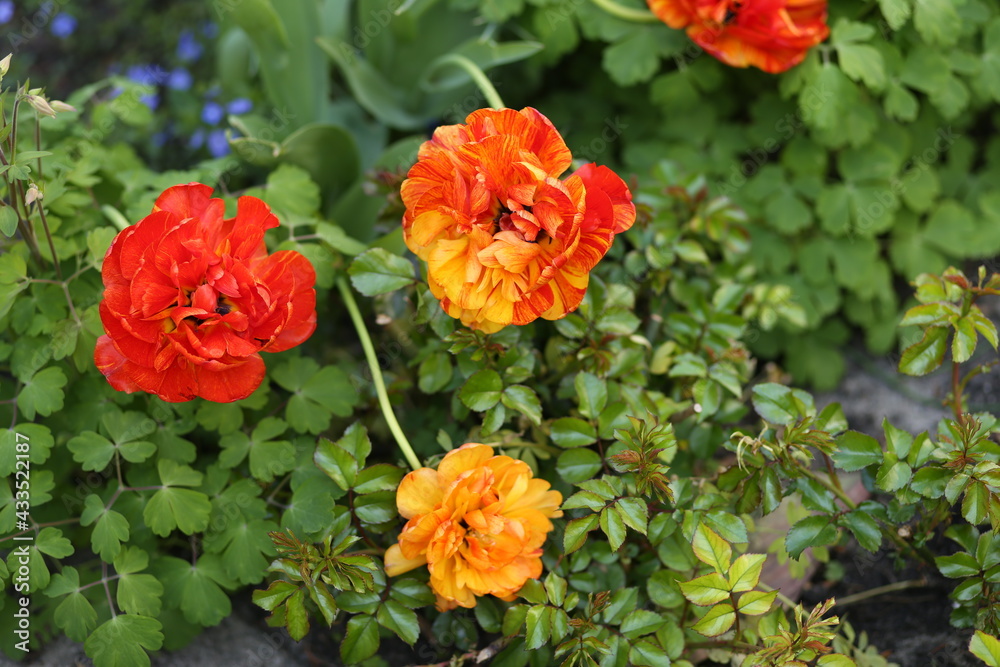 Colored tulips in the garden