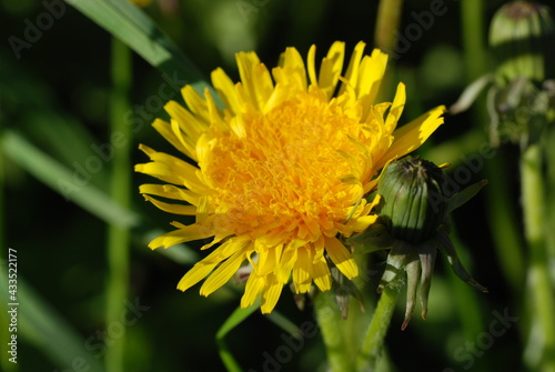 Yellow dandelion flower close-up on a background of blurred green grass. Side view 