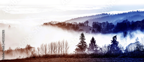 morning fog and a forest