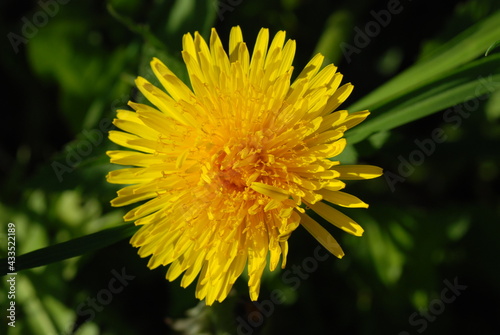 Yellow dandelion flower close-up on a background of blurred green grass. View from above 