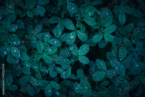 green leaves background © EvhKorn