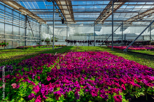 Purple petunia flowers grown in modern greenhouse