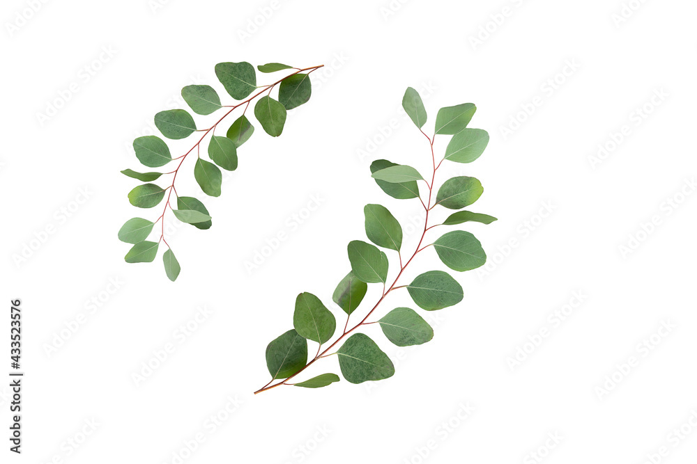 Naklejka premium Fresh eucalyptus branches isolated on white background. Artistic frame made by fresh aromatic eucalyptus.