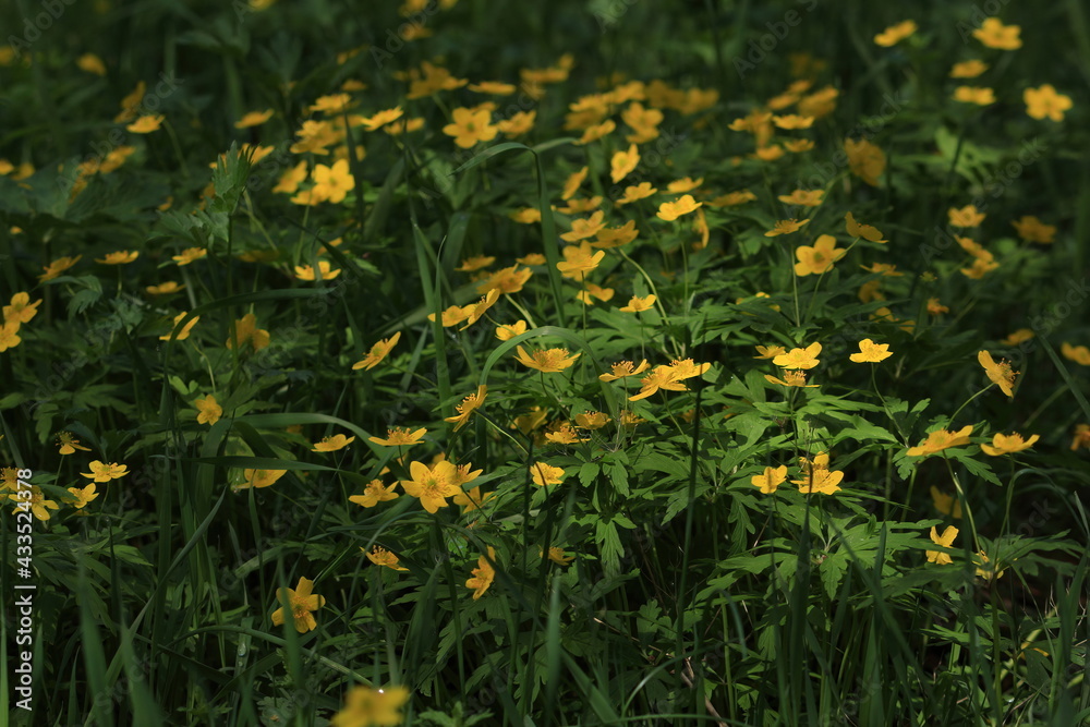Obraz premium Anemonoides ranunculoides, Yellow Anemone, Yellow Wood Anemone. Sunny lawn with yellow flowers and green foliage in the springtime. Field with golden spring flowers. Spring yellow flowers background.