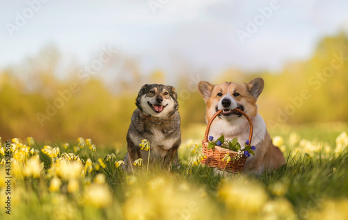 fluffy dog friends happy sitting in a summer sunny meadow with a gift card flower basket